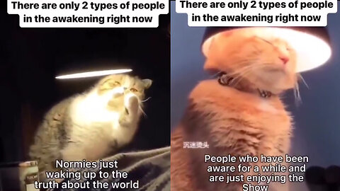 Normie cat and holy cat of the great awakening