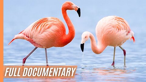 The Long Flight Of The Phoenix - Fascinating and Graceful | Full Documentary