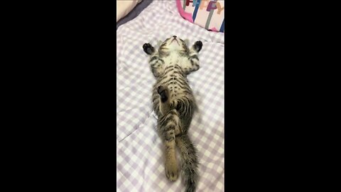 Cat chilling and relaxing.