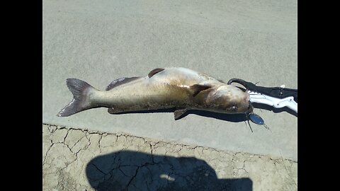 Slow day Striper fishing until this UNEXPECTED CATCH !!