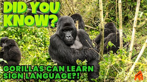 Did You Know Gorillas Are Able to Learn Sign Language? #wildlife #primates #loveanimals