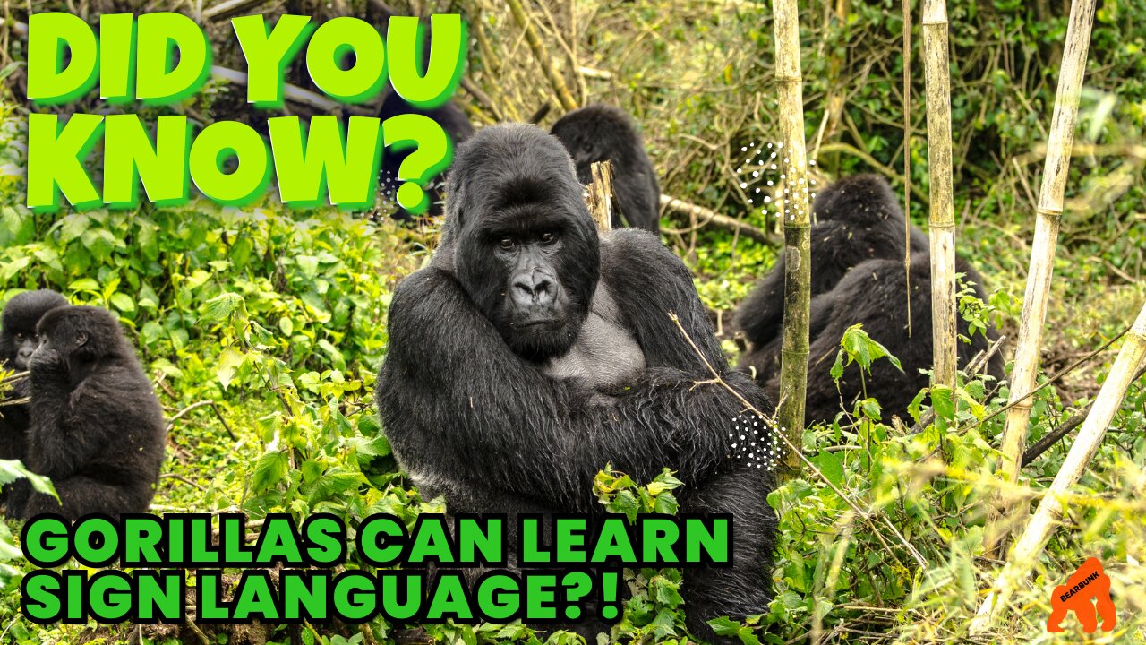 Did You Know Gorillas Are Able to Learn Sign Language? #wildlife #primates #loveanimals