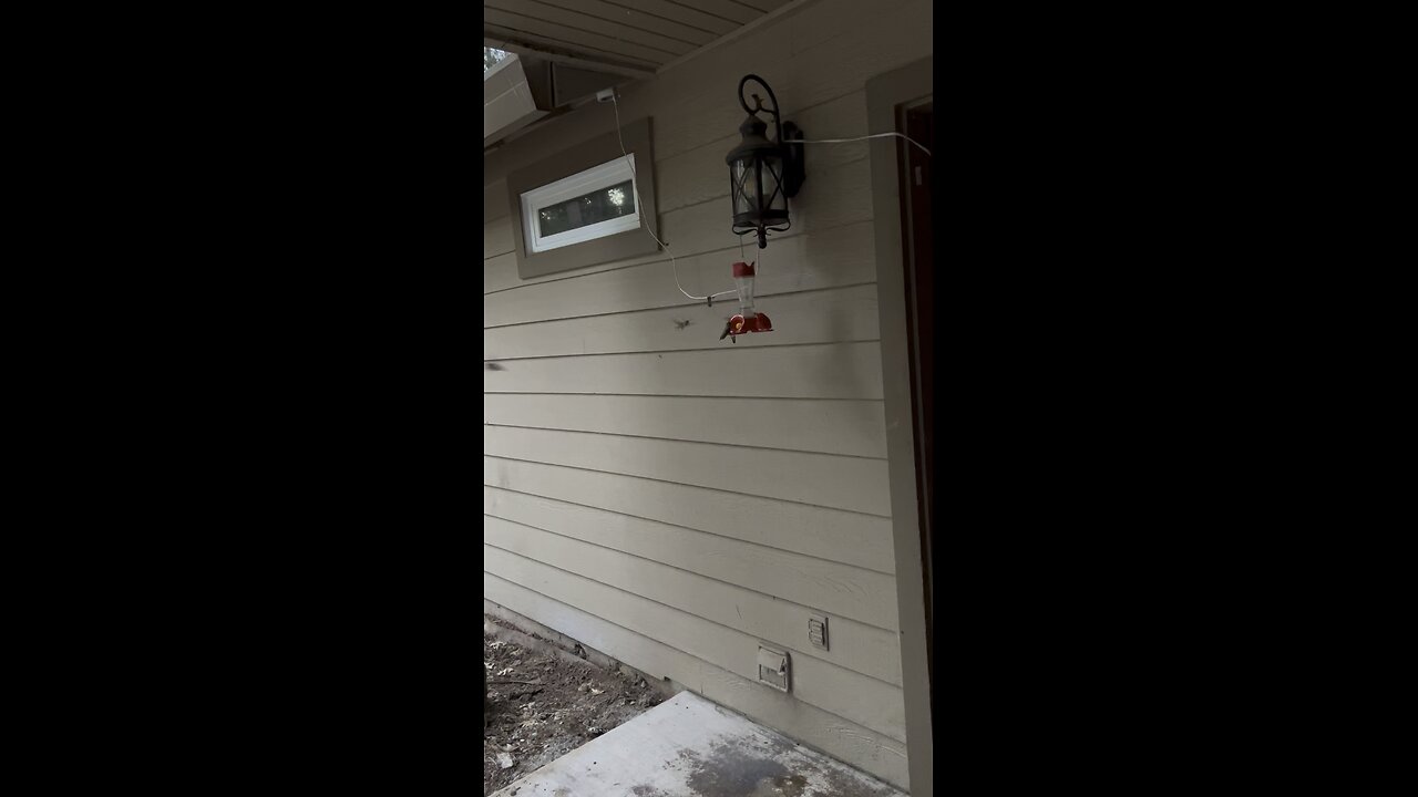 Morning Hummingbirds