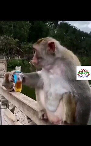 monkey drinking alcohol