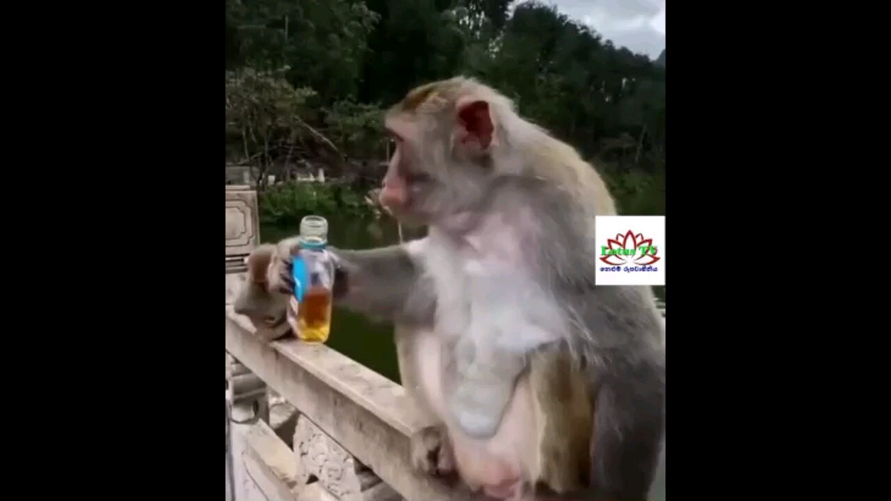 monkey drinking alcohol