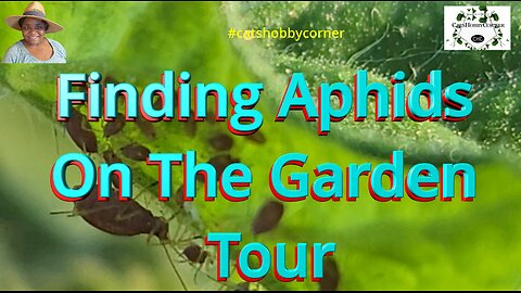 Finding Aphids On The Garden Tour - #catshobbycorner #gardentour