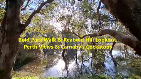 🌳🦜Bold Park Walk & Reabold Hill Lookout. Perth Views & Carnaby’s Cockatoos. Western Australia.