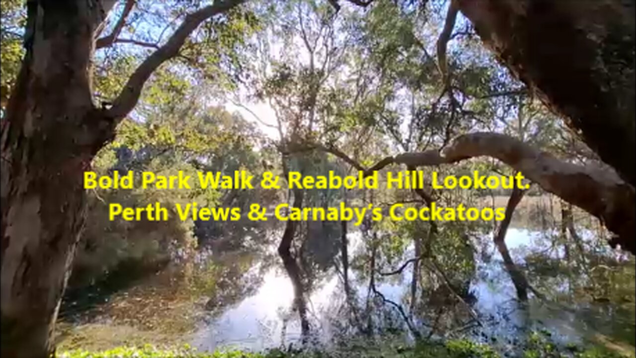 🌳🦜Bold Park Walk & Reabold Hill Lookout. Perth Views & Carnaby’s Cockatoos. Western Australia.