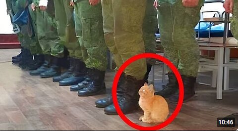 When Cats Are Imitating Their Human 😂 Funny Cat Videos