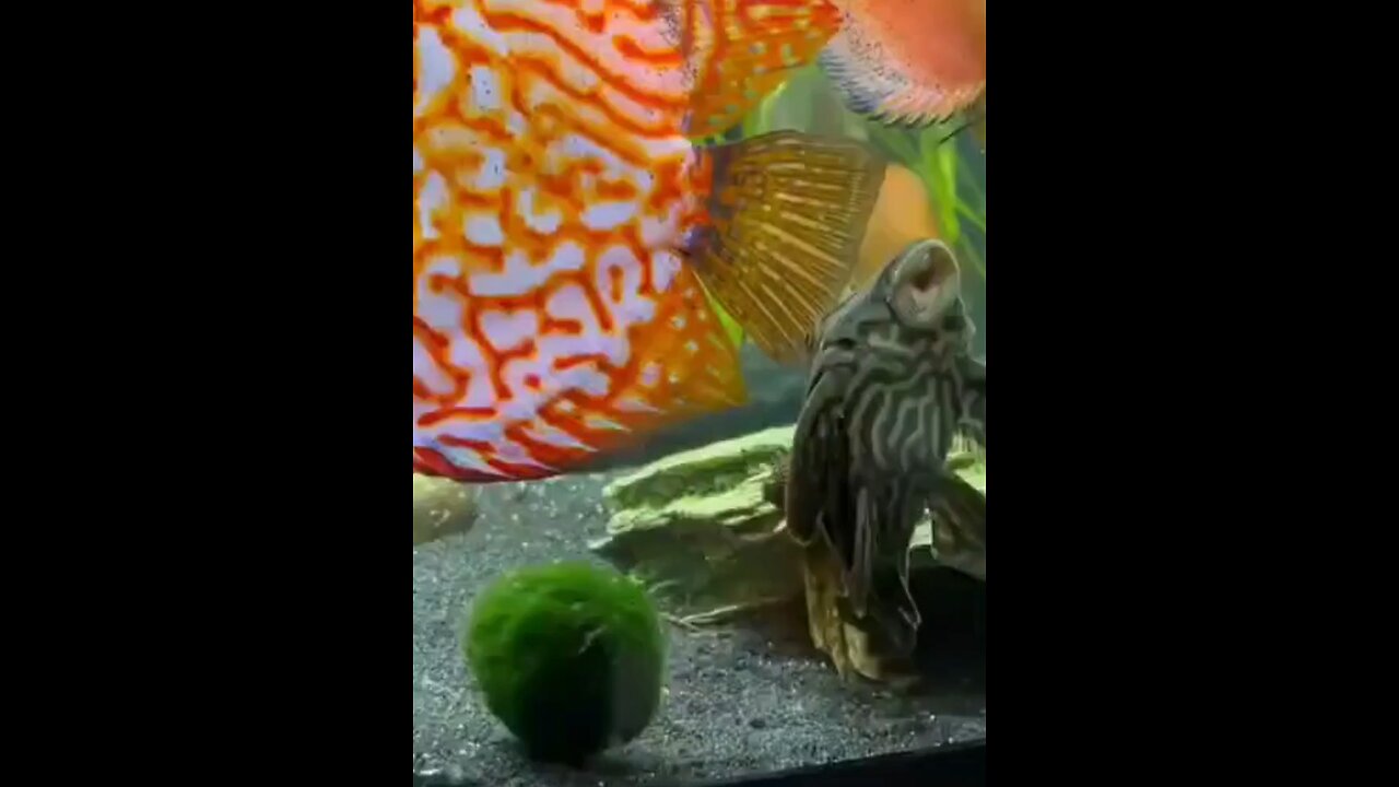 Fish