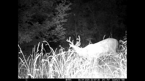 Deer Cam Big Buck 06-24-2025 Game Cam Trail Cam