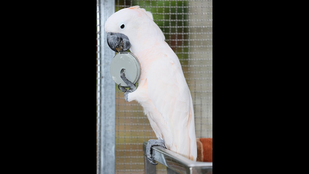 Dancing Parrot Brings the Garden to Life!