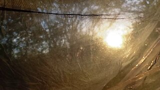13, 0700,#2025 , @ashoffgrid , #woods , #hammock
