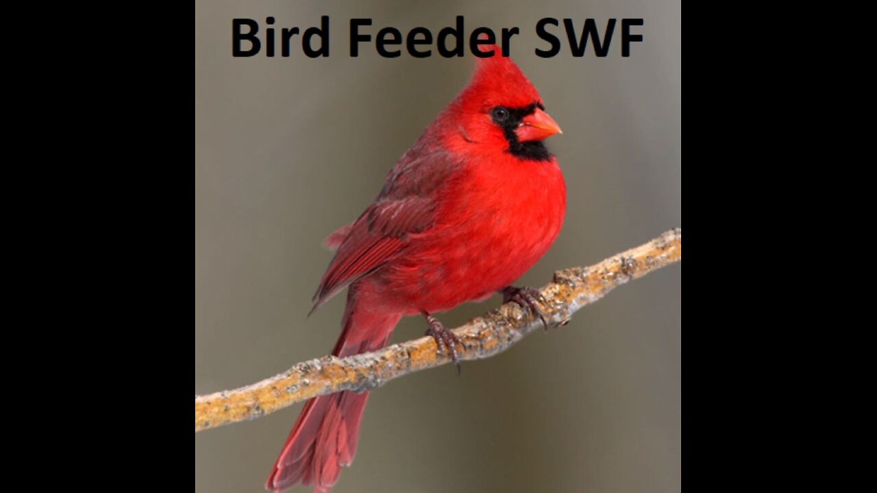 Florida Bird Bath / Feeder SWF Live Camera HD