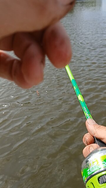 SickofShitygov catches another catfish.