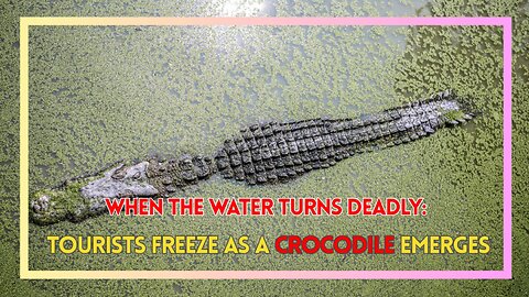 When the Water Turns Deadly: Tourists Freeze as a Crocodile Emerges