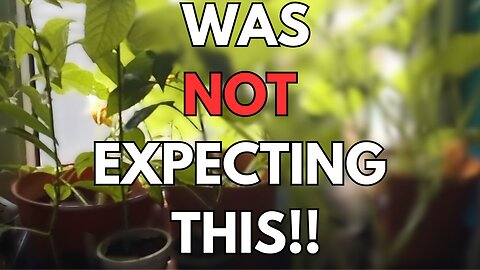 After The Holiday -- Have My Plants Survived?!