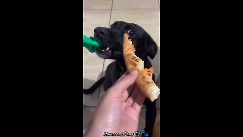 Unforgettable Animal Moments You Have to Watch!
