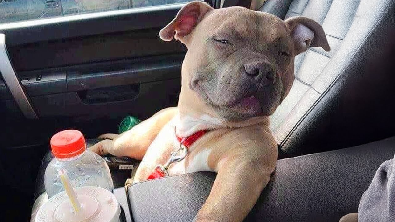 Hilarious Animals Doing the Funniest Things