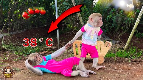 YinYin is very worry when YiYi got heatstroke while harvesting tomatoes