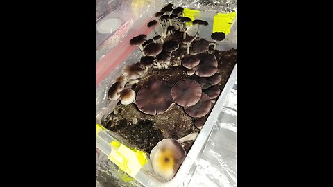 Mycology Mondays #94 3rd Magic Harvest using 2 tubs I mixed into 1