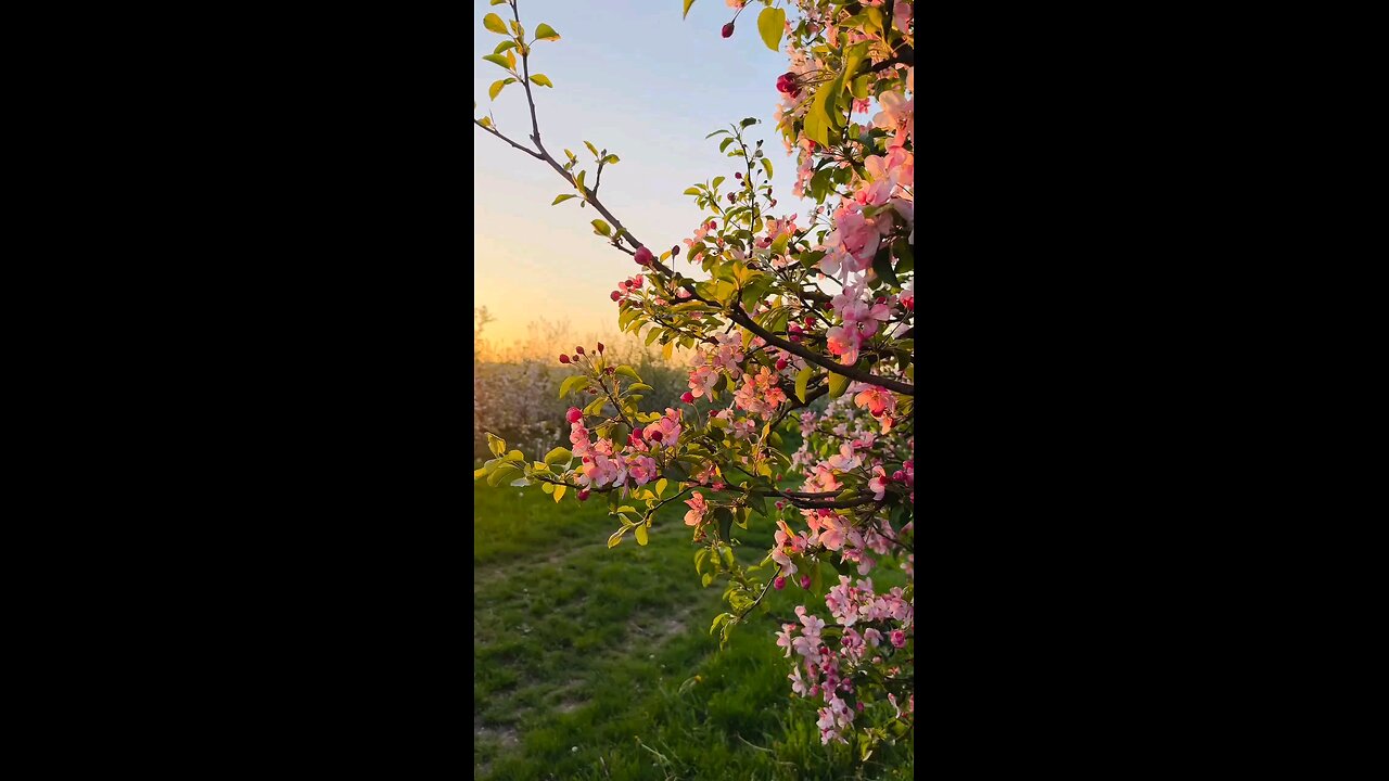যেমন শিমুলের তোলা বাতাসে উড়ে
