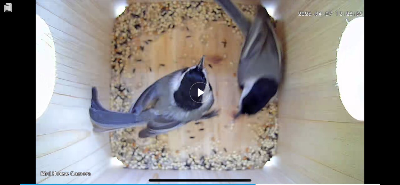 Birdhouse Update - 1st Week