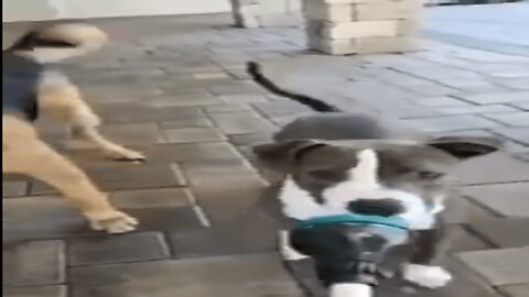 Dogs Discover Squeaky Toys
