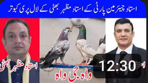 Laal Pari Pigeons Of Ustad Mazhar Bhatti ( Chairman Party ) Watch In HD Urdu/Hindi