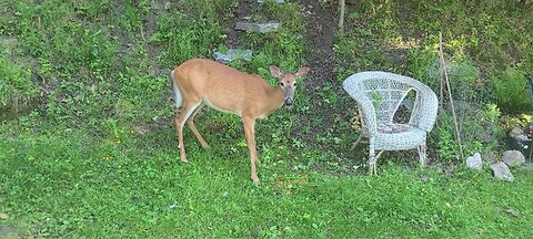 Deer is being eaten by deer flies