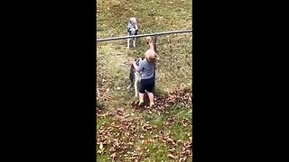 Little ❤️ Dude Playing Catch With the Neighbors Dogs