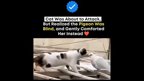 #CAT#