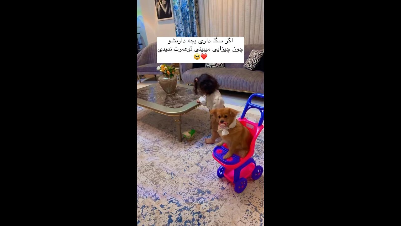 Playful dog