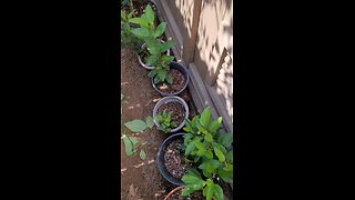 Apple Seedlings