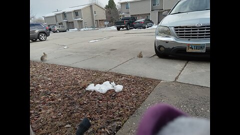 My Bunny Fren - March 20th, 2025 @ 4:44 PM MST