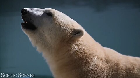 "Serene Wilderness: Snowy Haven of Wildlife"