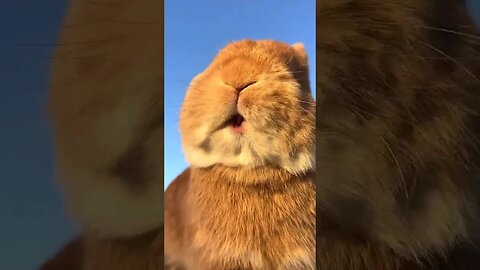 Listen to the sound of the little rabbit calling things Cute pet debut plan Rabbit Pastoral cute