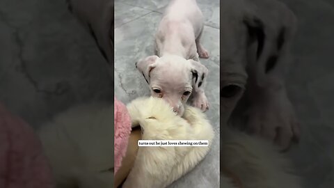 The guy picked up a fluffy street puppy and was shocked by how he turned out to be