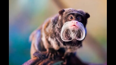 NEW STUDY - DOPE MAKES YOU STUPID, LAZY & PARANOID