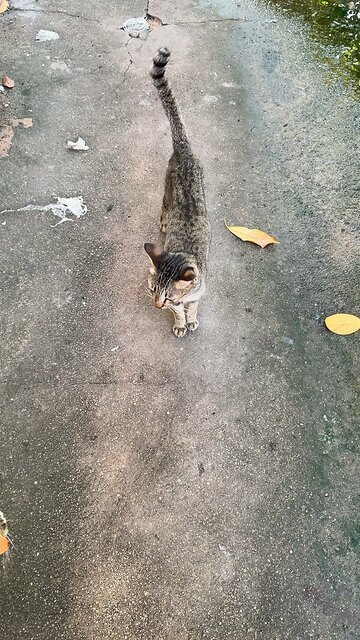 Lazy Cat Afternoon 🐾 | Relaxing Cat Moments