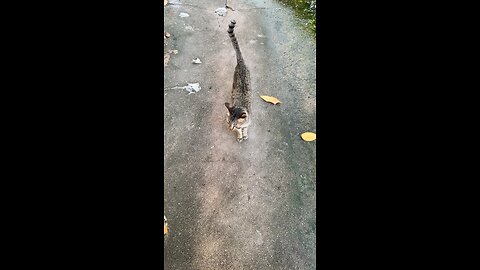 Lazy Cat Afternoon 🐾 | Relaxing Cat Moments