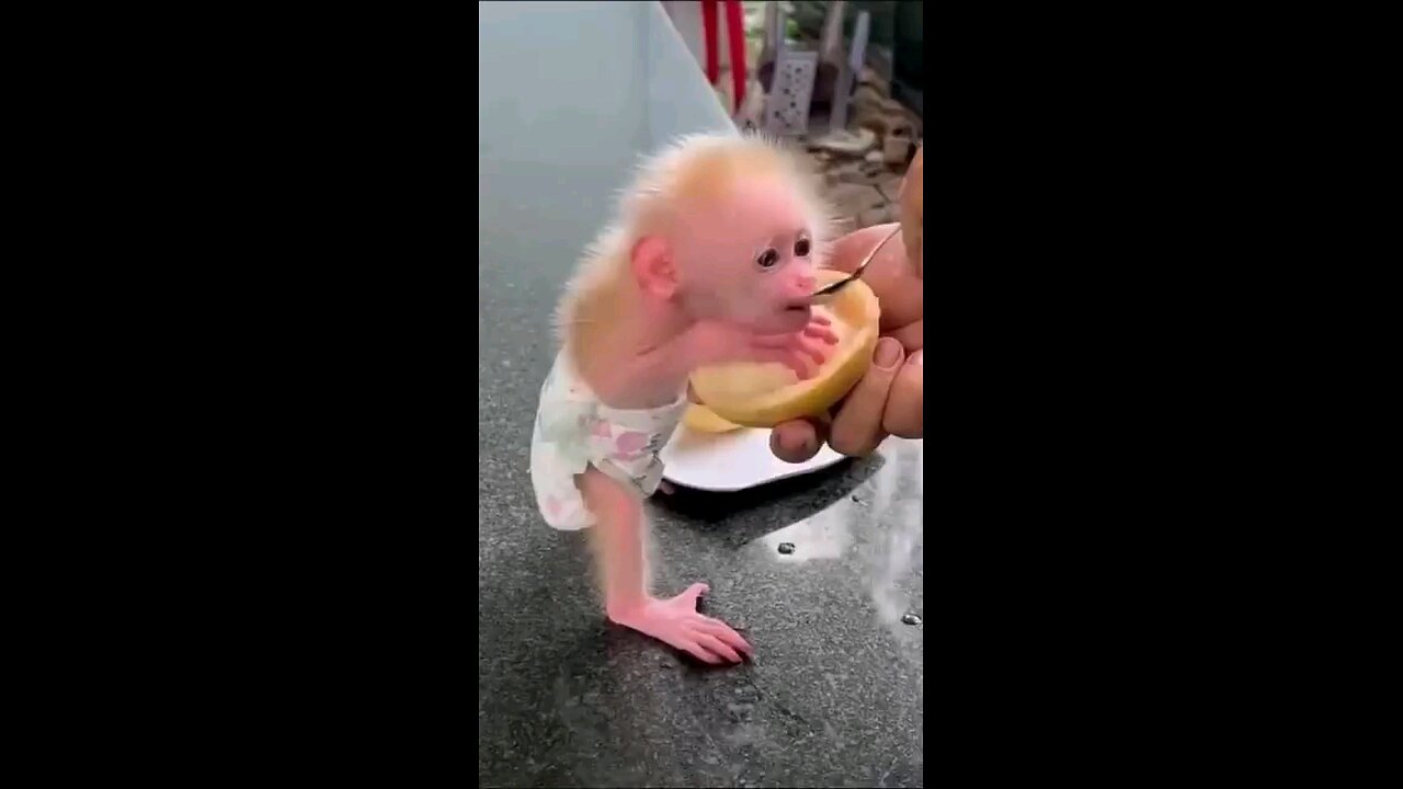 cute monkey