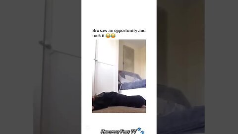 Who Knew Pets Could Be This Hilarious?
