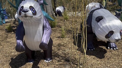 Pandas all around