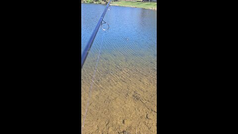 bluegill