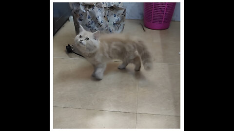 Cat Asks for Milk