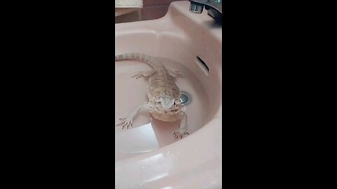 Chill Dragon