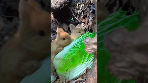 Cute little rabbit gnawing cabbage in the tree hole. Rabbit. Cute little pastoral pet.