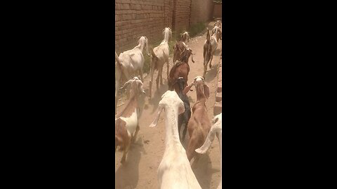 goats beautiful nature vedio