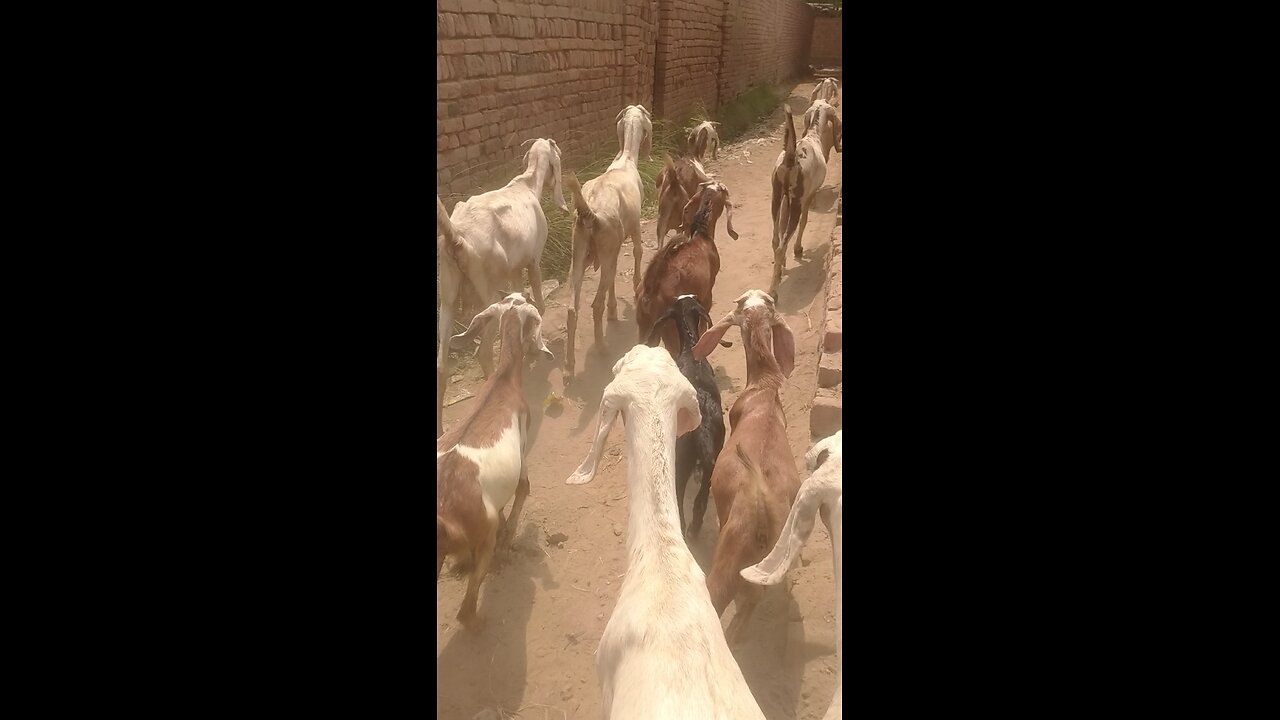 goats beautiful nature vedio